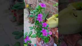 I Tried 9 Home Gardening Hacks from TikTok