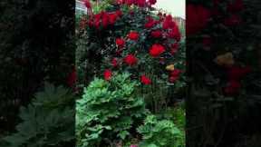 Easy Gardening Hacks for Beginners