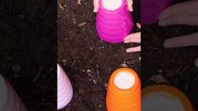 Forget the Old Wives Tales: Gardening Myths Revealed