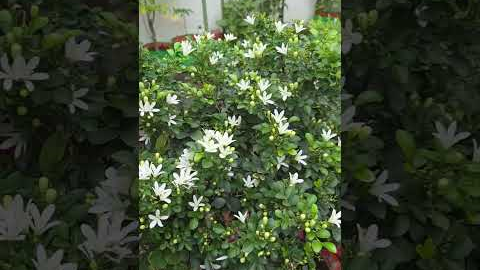 gardening ideas for home 🏡