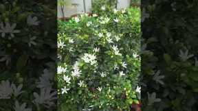 gardening ideas for home 🏡