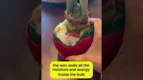 Best Lazy Gardening Hack for Christmas