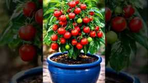 How to Grow Tomatoes at Home GardeningTips #Cloves #HomeGarden #foryou  #PotGardening #fyp #shorts