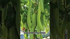 Gardening ideas for home | Gardening Hacks you must know | grow a garden |Gardening ideas #shorts