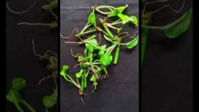 Grow your money plant 10x faster#money plant growing idea#diy gardening