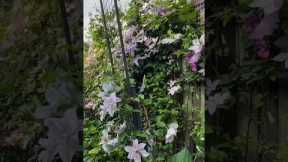 Green Walls, Happy You 🌿🌼🪴💡#gardening #flowers #oasis #plants #naturephotography #garden #diy