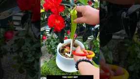 Best Flower Care Tips! 🌸🍌🍊 Natural Hacks for Healthy Plants 🌿||#gardening #flowers #shorts #plants