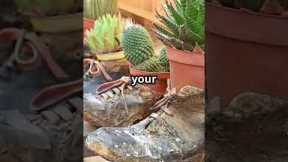 Gardening made easy with these amazing hacks