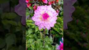 Gardening ideas For Home!! #shorts #garden #ideas #ytshorts