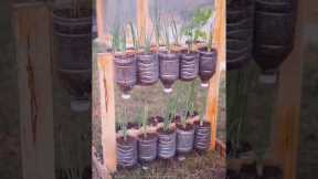 Creating a hanging vegetable garden #garden #roomtogrow #growathome