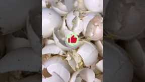 The Biggest Gardening Myths Debunked