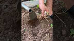 ​​Vegetable Gardening HACKS for Beginners!​​ 🥕✨