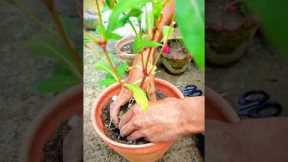 Petals and Posies: Expert Flower Gardening Tips and Tricks #gardening #shorts #flowers