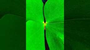 Creative Mobile Pro Mode Photography 📸 Ideas #shorts #mobilephotography #photography