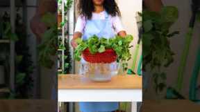 Easy gardening hacks for beginners! 🌿