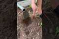 ​​Vegetable Gardening HACKS for