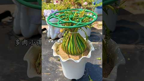 From Seed to Bloom 🌸 Watch This Flower Grow! #shorts #gardening #flowers #portulaca