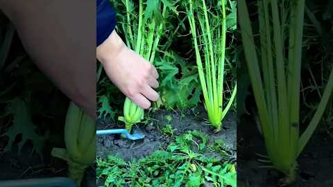 Harvesting Green Leaves 🌱 #garden #gardening #agriculture #farming #farmer