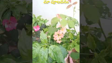 parity gardening 🌷 terrace garden #gardening#terrace garden#followers#plants#nature#shortsfeed#poolu