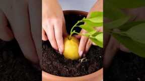 🌿Gardening Hacks 101: Expert Tips and Tricks for Success