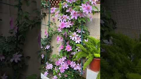 Viral Home Gardening Trends Right Now 🌿🔥#gardening #shorts #viral #trending