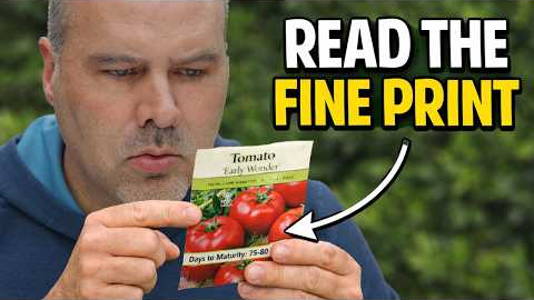 The Seed Packet Detail That Ruins Tomato Yields