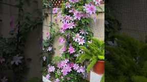 Viral Home Gardening Trends Right Now 🌿🔥#gardening #shorts #viral #trending