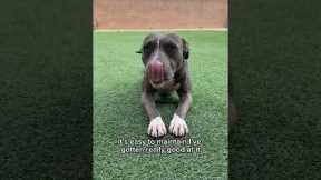 My hobbies #dogs #shortsvideo #pitbull #funnypets