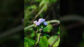 Creative Photography I Tips & Tricks with Phone using Pro Mode I 🔥 Mobile Photography Hacks 📸