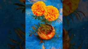 How to marigold flower care 🪴#gardening #plants #shorts