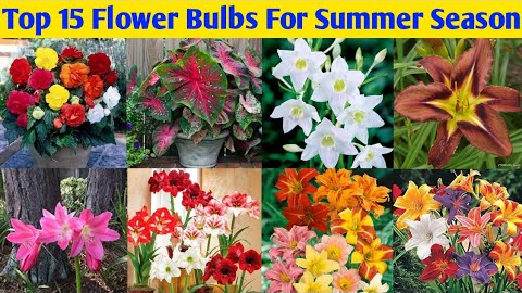Top 15 Flower Bulbs To Plant In The Summer Season