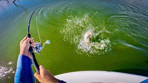 Session Of A Lifetime! Solo Barramundi Sight Fishing POV Madness (part 1/2).