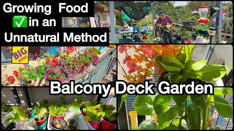 FREE Container Gardening *SUPER TIPS in Small Space Growing Vegetable Garden on Balcony Terrace Deck