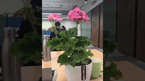 flowers make everything beautiful #flowers #plants #roses #garden #gardening #office #itlife