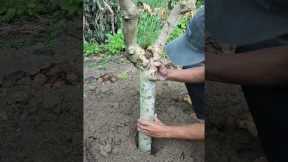 Gardening Tips and Home Garden #garden #gardening #farming