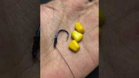 Fishing technique using three grains of corn bait 🌽 #tutorial #gtknot #fish #fishingtip #fishinglife