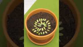 These plant tips are the secret to a lush garden!