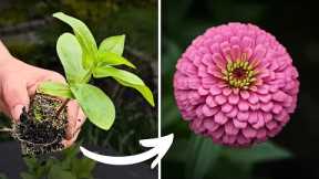 Grow Flowers in Soil Blocks. Is it Worth the Hype?