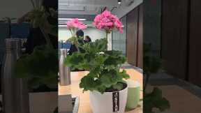 flowers make everything beautiful #flowers #plants #roses #garden #gardening #office #itlife