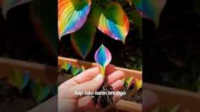 Hosta Flowers Seeds 🌿💚❄️💐#garden #gardening #plants #tree #flowers #nature #farming