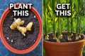 How to Grow Ginger in Containers And