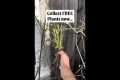 FREE plants anyone?? Verbena cuttings 