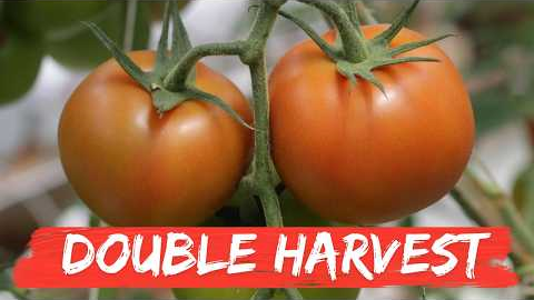 19 Gardening Tricks Most People Don’t Know