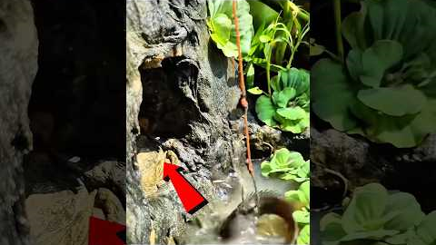 Monster Inside Hollow Tree