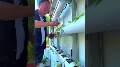 Simple horizontal pipe garden setup — not vertical this time! #plants #shorts