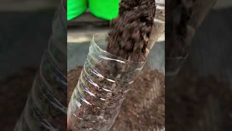 Growing tomato plant by using upside down technique #gardening #harvesting #ytshorts