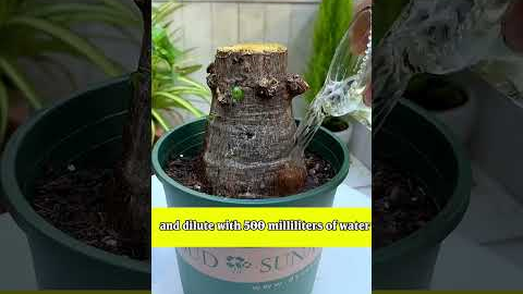 1 Bottle Beer = 100 Flowers? Crazy Gardening Hack! 🌸🍺