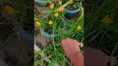 Do Plants Really Care About Period?🤔 Myth vs Reality #gardening #plants #myths #shorts