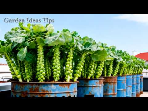 🔴TOP Balcony Gardening Hacks Using Recycled Materials for Small Rooftop Spaces