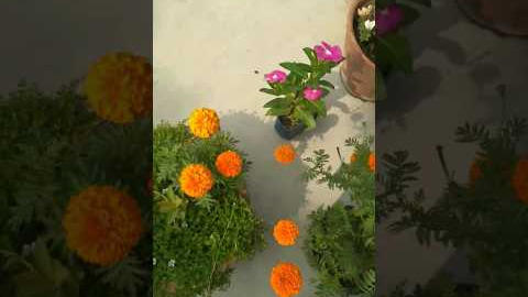 Flower Garden #flowers #gardening #shorts